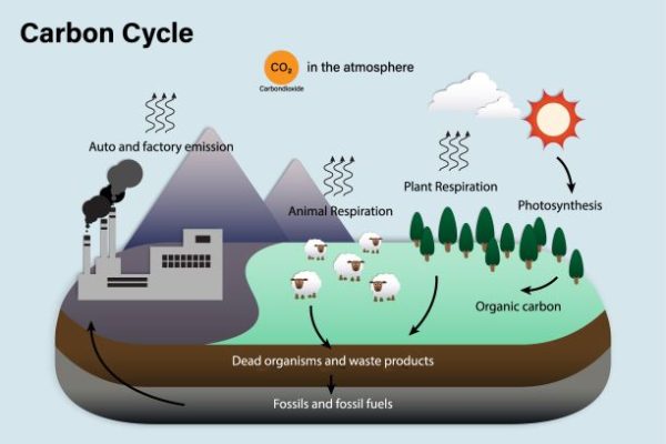 Fossil fuel burning has unbalanced Earth’s natural carbon cycle, leading to global warming